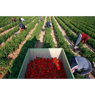 ピキージョ・ペッパー・ホール(赤ピーマンの炭焼き) 390g - 画像 (4)