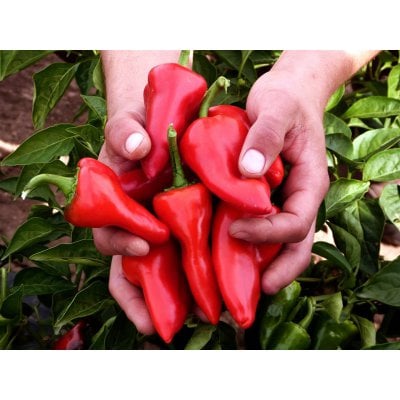 ピキージョ・ペッパー・ホール(赤ピーマンの炭焼き) 390g - 画像 (3)